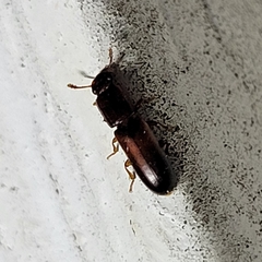 Aulonium tuberculatum