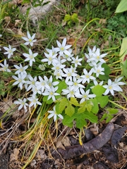 Ornithogalum umbellatum