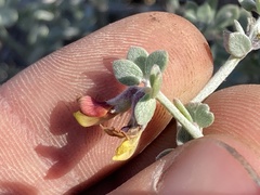 Acmispon distichus