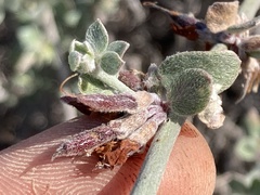 Acmispon distichus