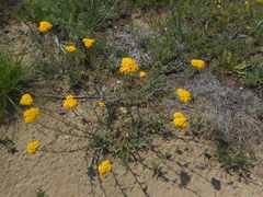 Achillea tomentosa