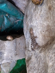 Tarentola mauritanica