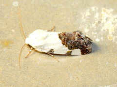 Tarache tetragona