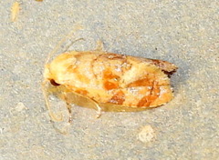 Cochylis bucera