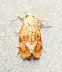 Cochylis bucera