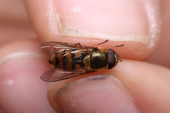 Parasyrphus nigritarsis