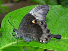 Papilio palinurus