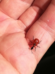 Apoderus coryli