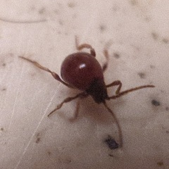 Gibbium aequinoctiale