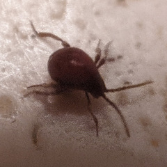 Gibbium aequinoctiale