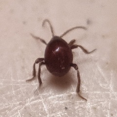 Gibbium aequinoctiale