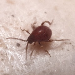 Gibbium aequinoctiale