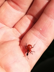 Apoderus coryli