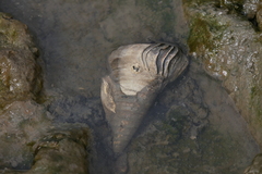 Telescopium telescopium