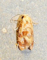 Cochylis bucera