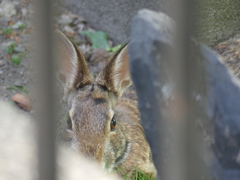 Sylvilagus floridanus