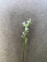 Carex brizoides