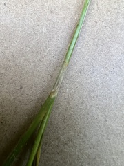Carex brizoides