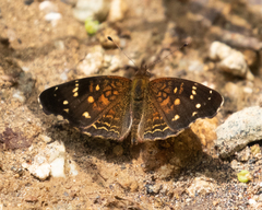 Anthanassa atronia