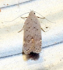 Anacampsis comparanda
