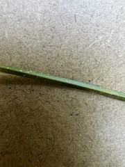 Carex brizoides