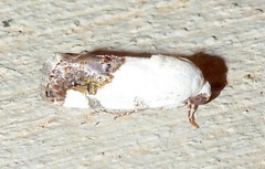 Tarache tetragona