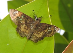 Caprona ransonnettii