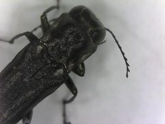 Agrilus obsoletoguttatus