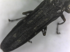 Agrilus obsoletoguttatus