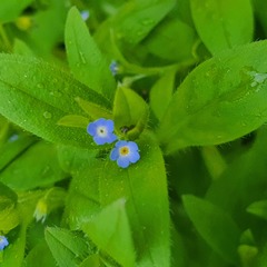 Myosotis