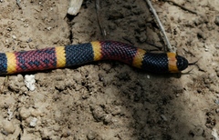 Micrurus tener tener