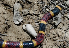 Micrurus tener tener