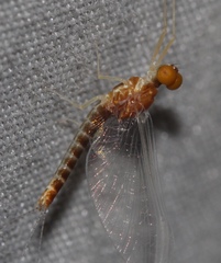 Ephemerellidae