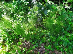 Equisetum telmateia
