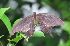 Papilio iswara