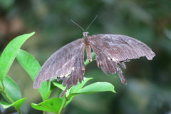 Papilio iswara