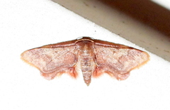 Idaea furciferata