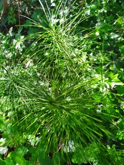 Equisetum telmateia