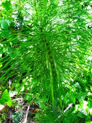 Equisetum telmateia