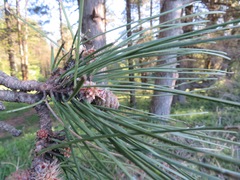 Pinus nigra laricio
