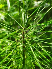 Equisetum telmateia