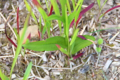 Dactylorhiza maculata
