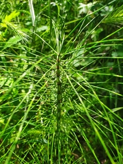 Equisetum telmateia