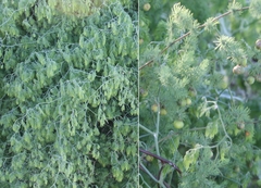 Asparagus declinatus