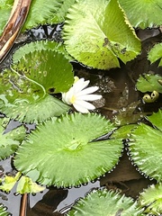 Nymphaea lotus