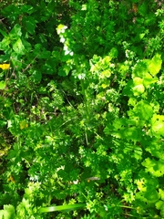 Galium