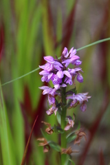 Dactylorhiza maculata