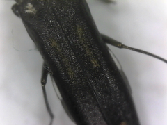 Agrilus obsoletoguttatus