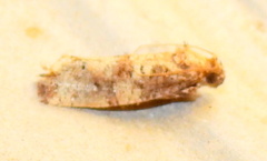 Acrolophus cressoni