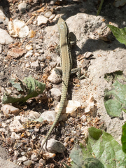 Podarcis muralis